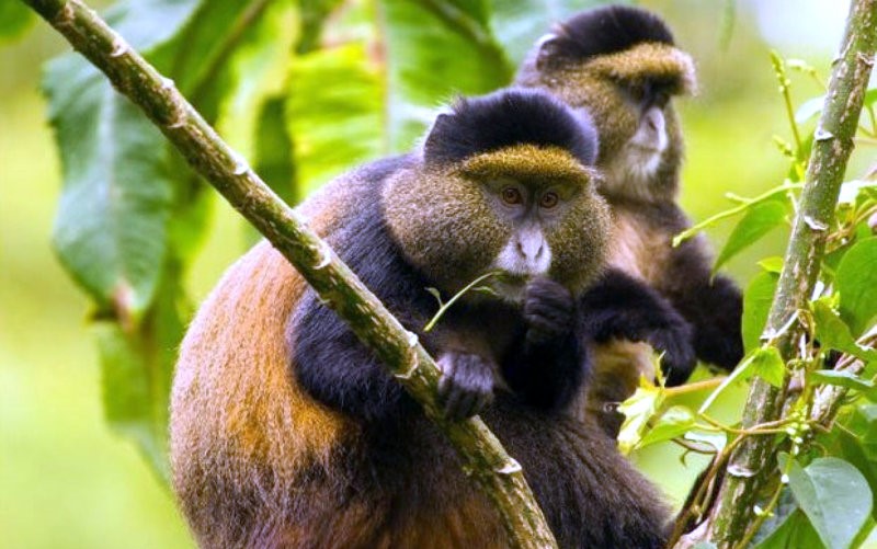 Golden Monkey Tracking