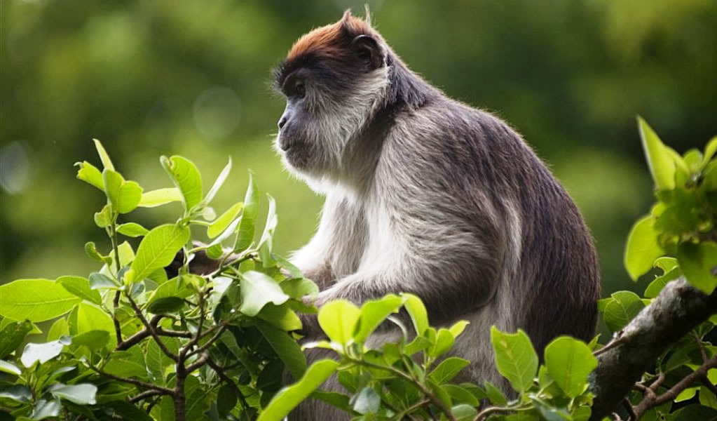 Red Colobus Monkey Kibale