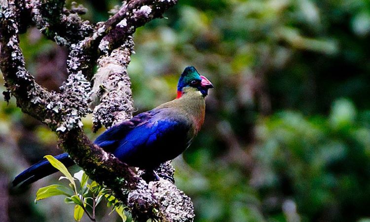 Bakonzo Cultural Experience Rwenzori