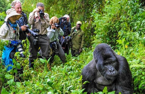 Gorilla Trekking