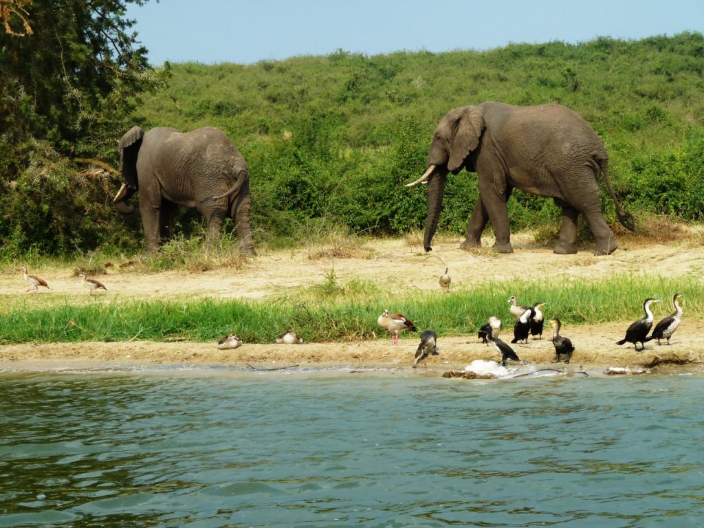 Kazinga Channel Boat Cruise