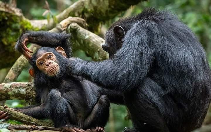 Chimpanzee Trekking Kyambura