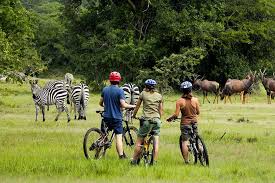 Zebras at Lake Mburo National Park
