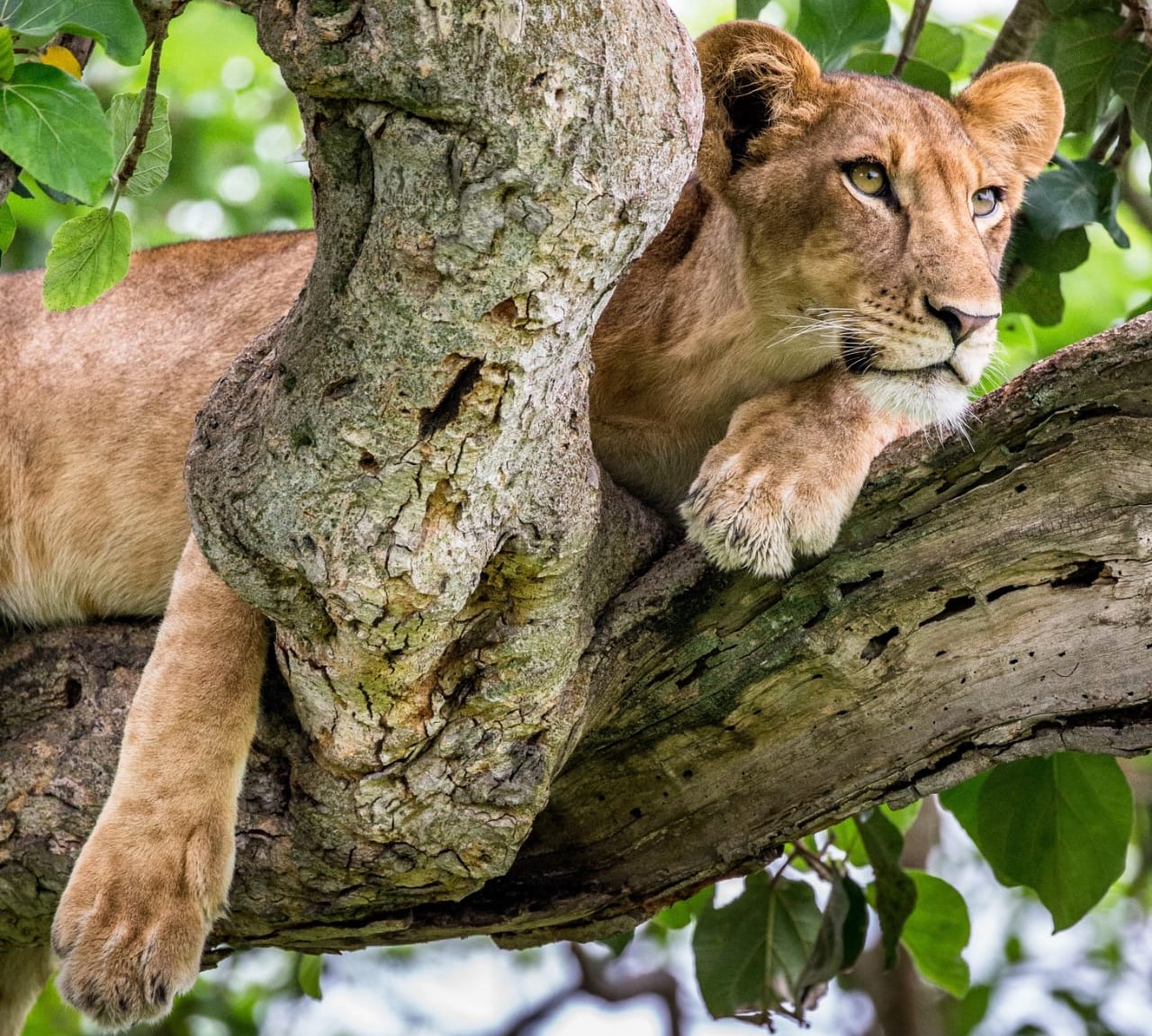 Tree-Climbing Lions
