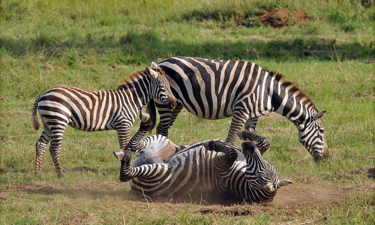 Karamojong Cultural Experience